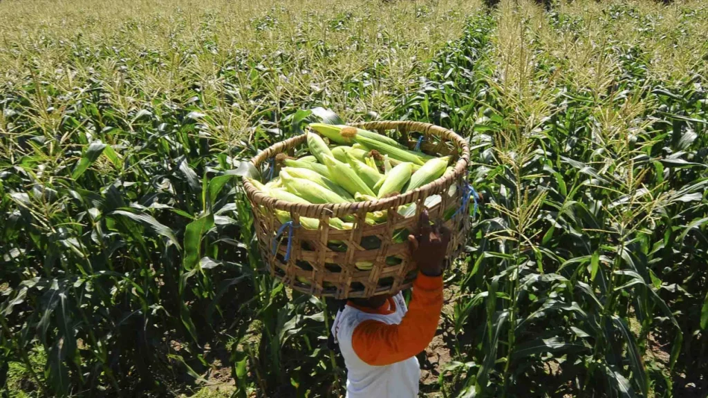 59df26250550f-target-produksi-jagung-kementerian-pertanian_1265_711