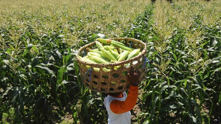 59df26250550f-target-produksi-jagung-kementerian-pertanian_1265_711