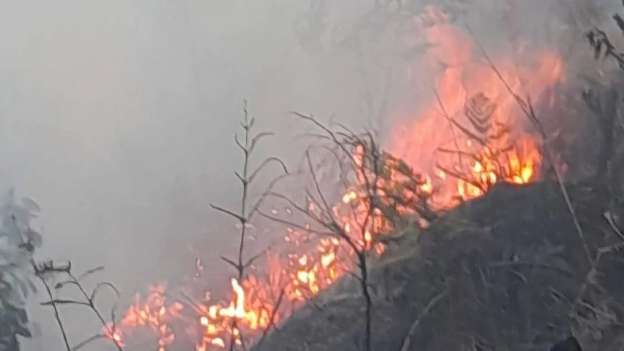 BNPB: Luas Lahan yang Terbakar di Kawasan Gunung Bromo Capai 60 Hektare