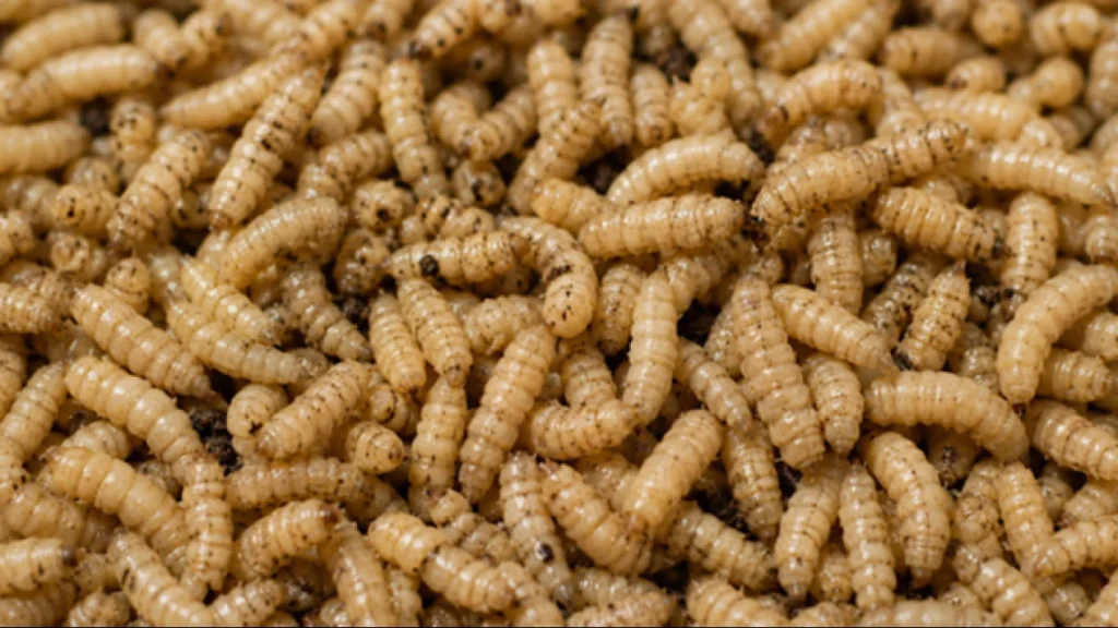 6a775ca912528-ilustrasi-maggot_gemini_1265_711