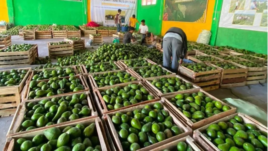 6a79b5ff1dec3-atasi-harga-anjlok-semua-hasil-panen-petani-dipastikan-terserap_gemini_1265_711