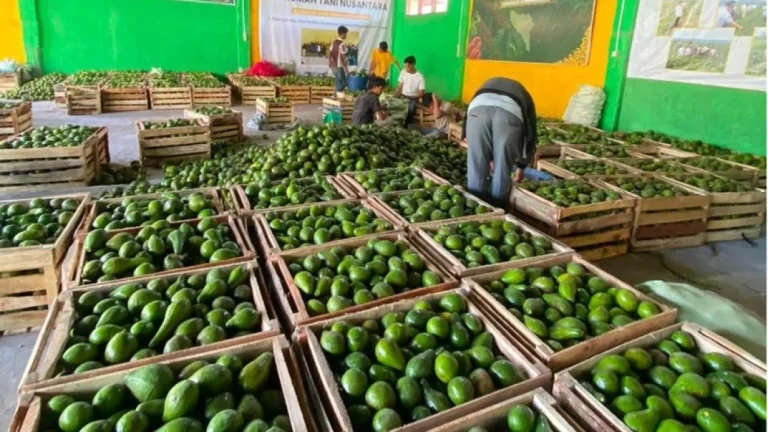6a79b5ff1dec3-atasi-harga-anjlok-semua-hasil-panen-petani-dipastikan-terserap_gemini_1265_711