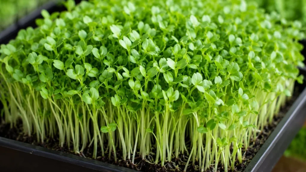 6a7d598092935-ilustrasi-budidaya-microgreens_gemini_1265_711