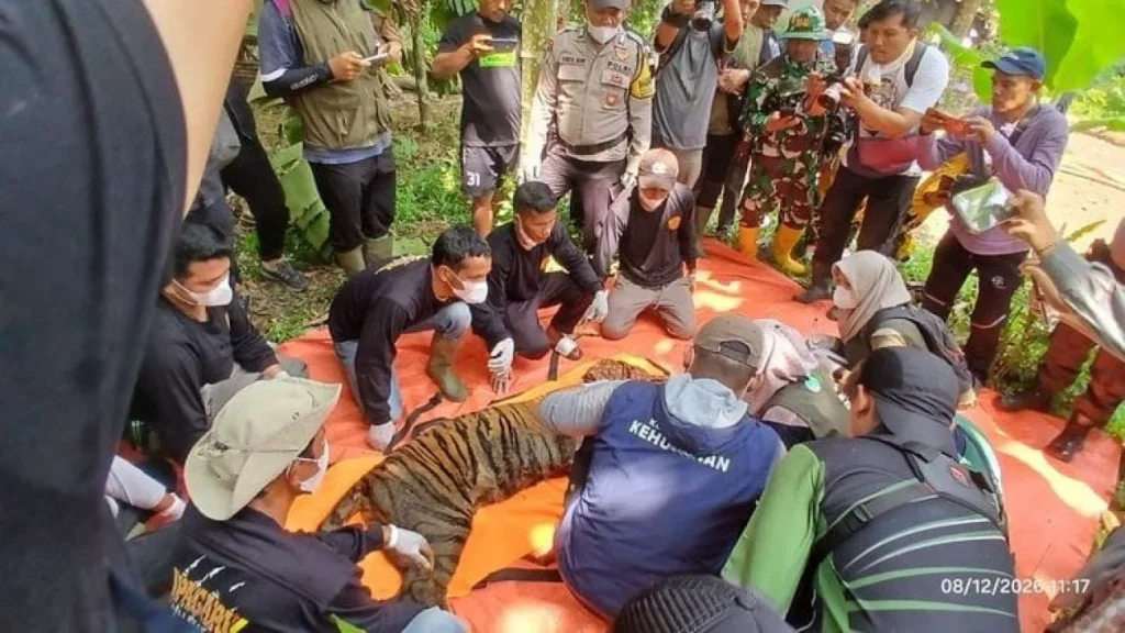 6a7db6c7ed876-harimau-sumatra-berkeliaran-dekat-sekolah-di-agam-berhasil-dievakuasi_gemini_1265_711