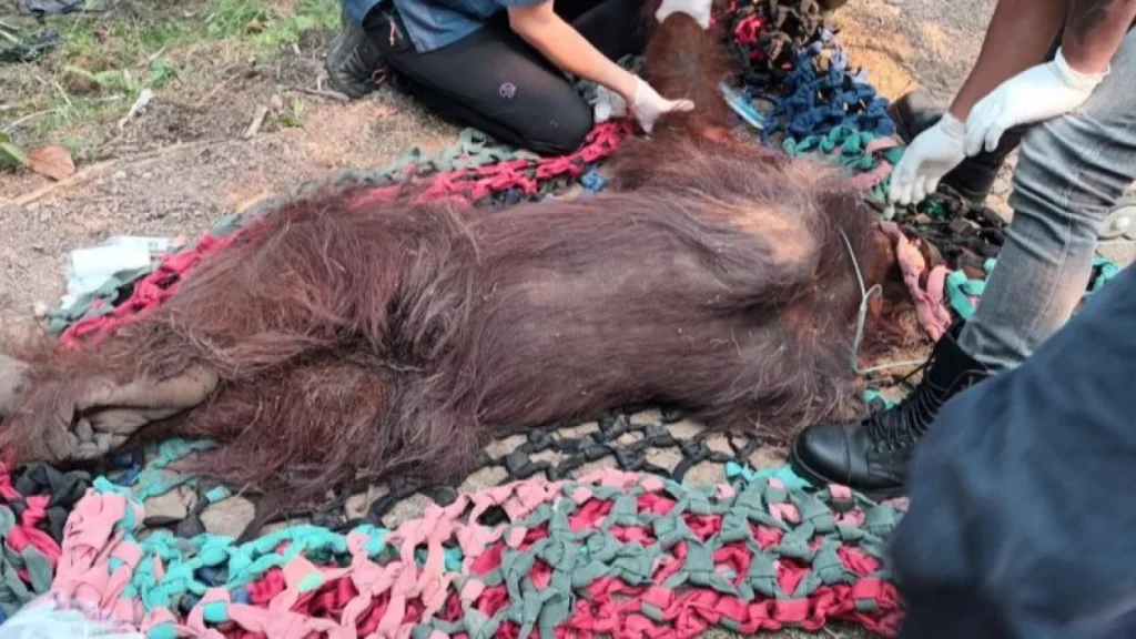6a94ff7e2b38f-dokter-memeriksa-kondisi-orangutan-kalimantan-pongo-pygmaeus-dalalm-kondisi-lemah-di-ketapang_gemini_1265_711
